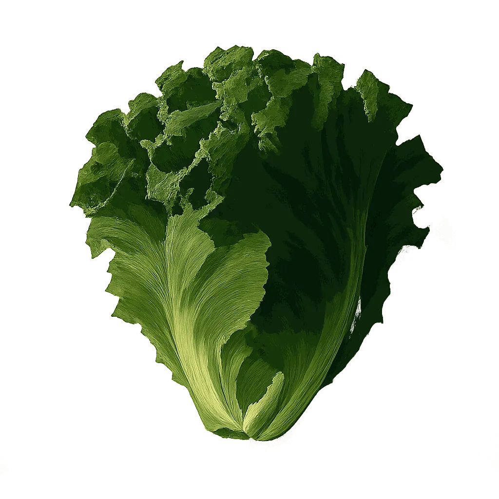 Curly lettuce